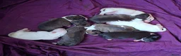 English Bull Terrier dogs for sale: 8 QUALITY BISONBULLIE BABIES  in Slough - Advert 15