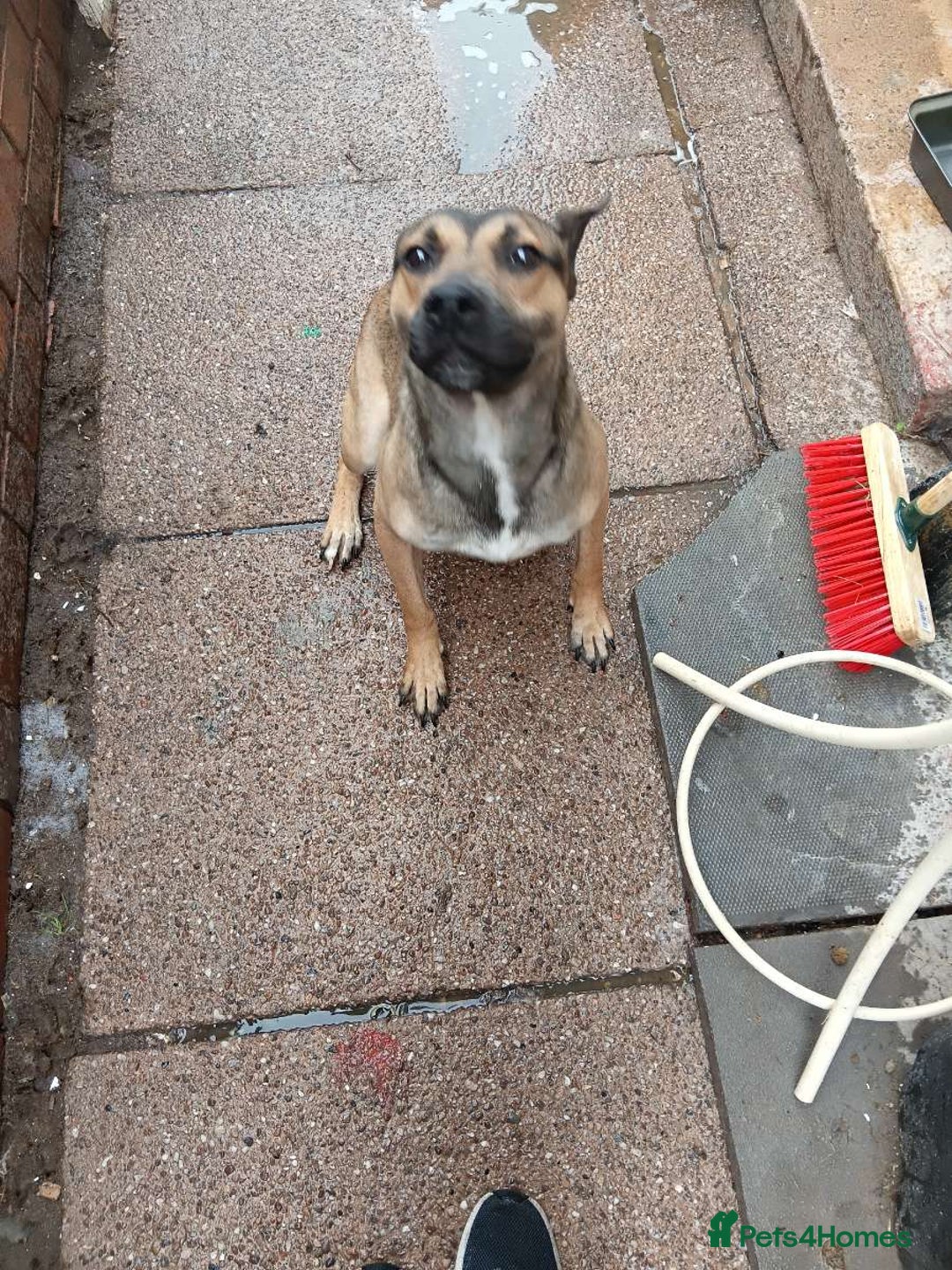 Mixed Breed dogs for sale: Male staffie cross cane corso - Image 2