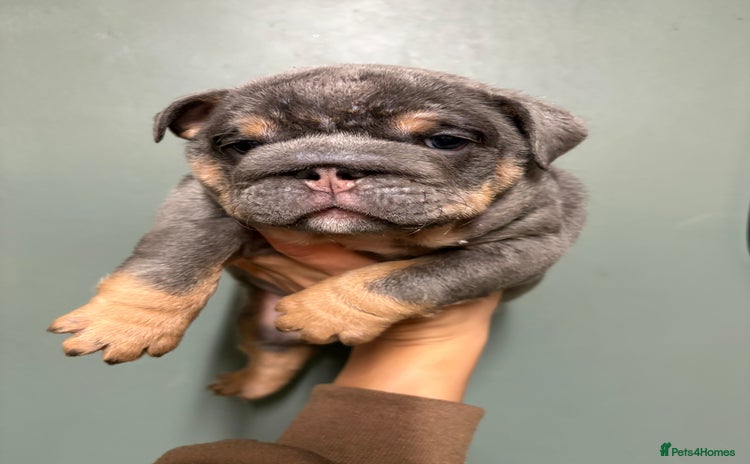 English Bulldog dogs - Advert 2