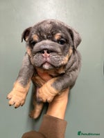 English Bulldog dogs - Advert 10