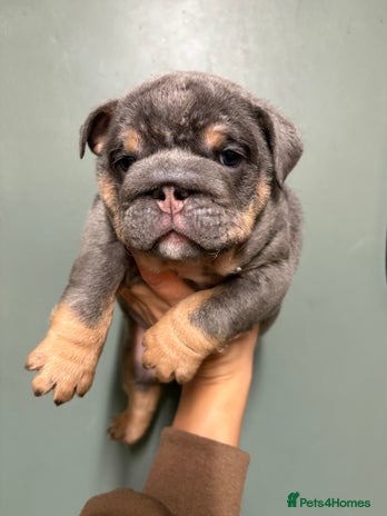 English Bulldog dogs - Advert 2