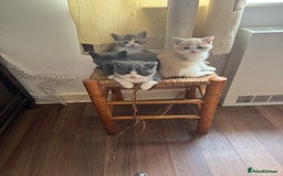Mixed Breed cats for sale: 5 beautiful kittens ready for new homes  - Image 1