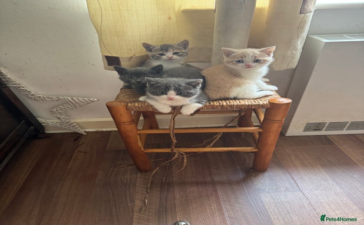 Mixed Breed cats - Advert 7