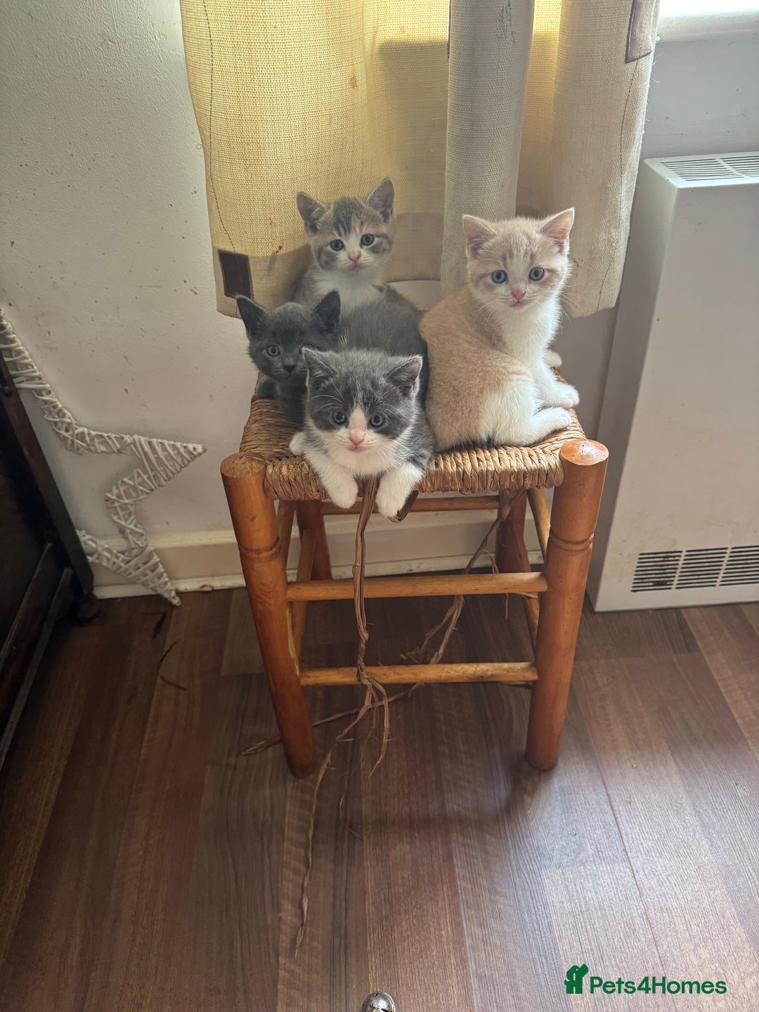 Mixed Breed cats for sale: 5 beautiful kittens ready for new homes  - Image 1