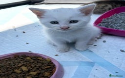 British Shorthair cats for sale: Adorable Kittens! - Image 6