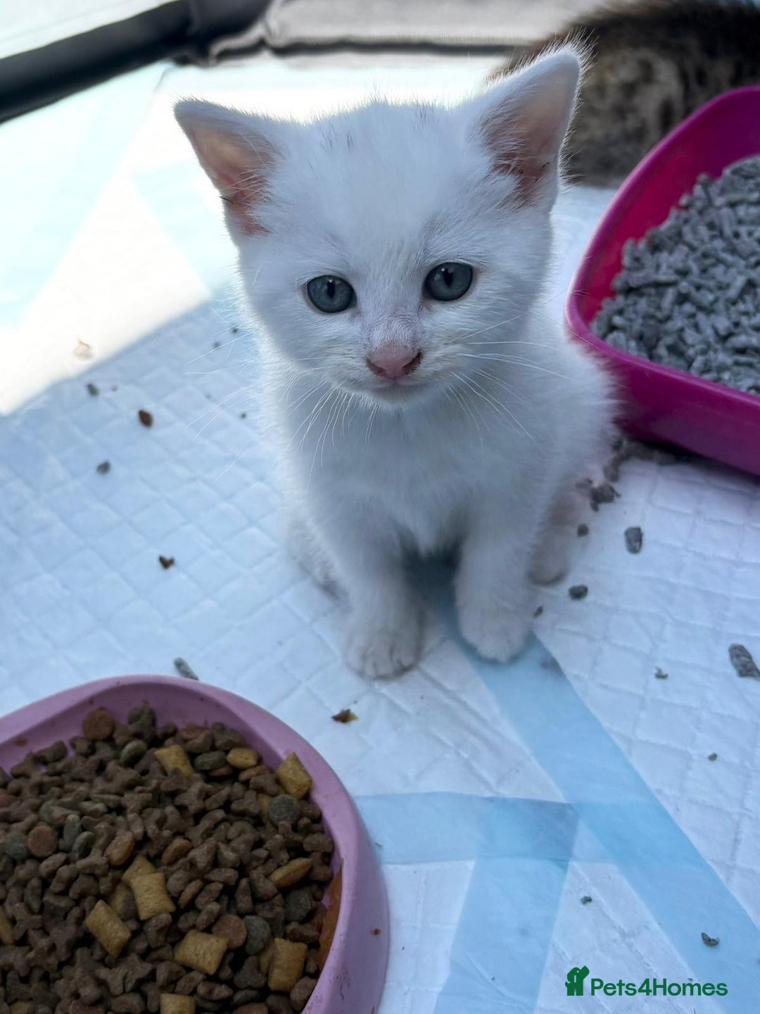 British Shorthair cats for sale: Adorable Kittens! - Image 6