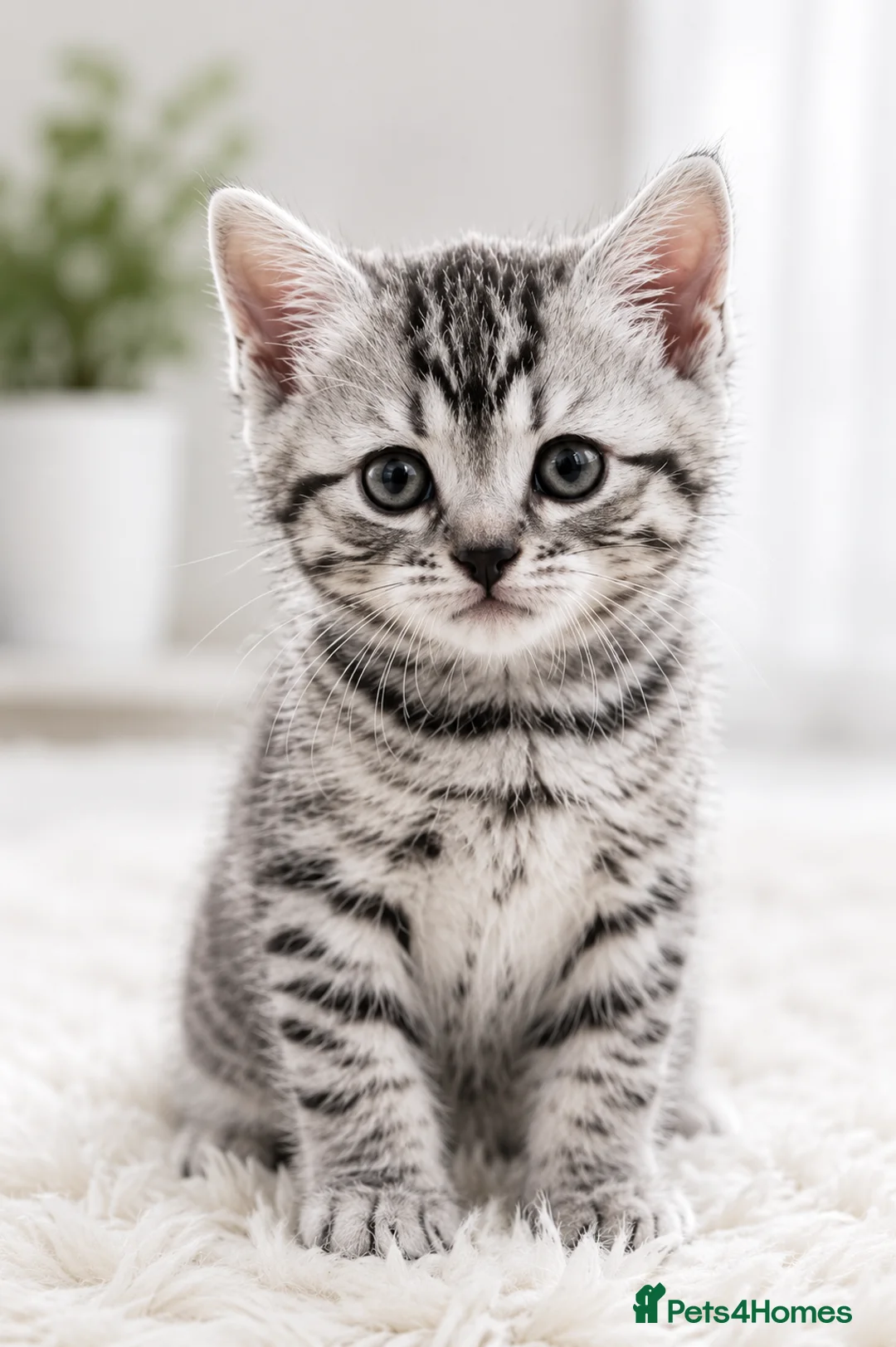 Mixed Breed cats for sale: Half British shorthair kittens  - Advert 9