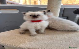 Ragdoll cats for sale: 💗Beautiful ragdoll kittens 💙 - Image 10