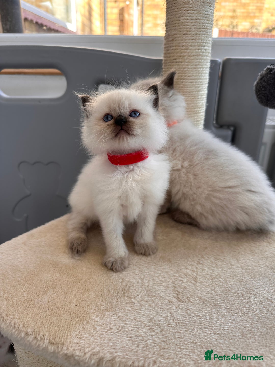 Ragdoll cats for sale: 💗Beautiful ragdoll kittens 💙 - Image 10