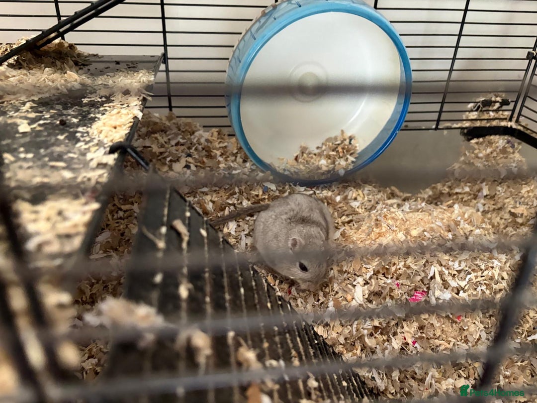 Gerbil rodents for sale: Bobby and Percy need a new Family - Advert 7