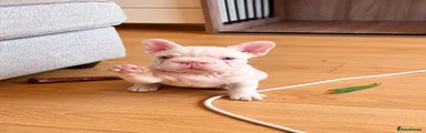 French Bulldog Puppy 1