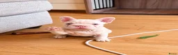 French Bulldog dogs for sale: ✨ Stunning French Bulldog Puppies Available ✨ - Advert 5