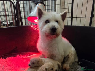 Mixed Breed dogs Westiepoo - Advert 1