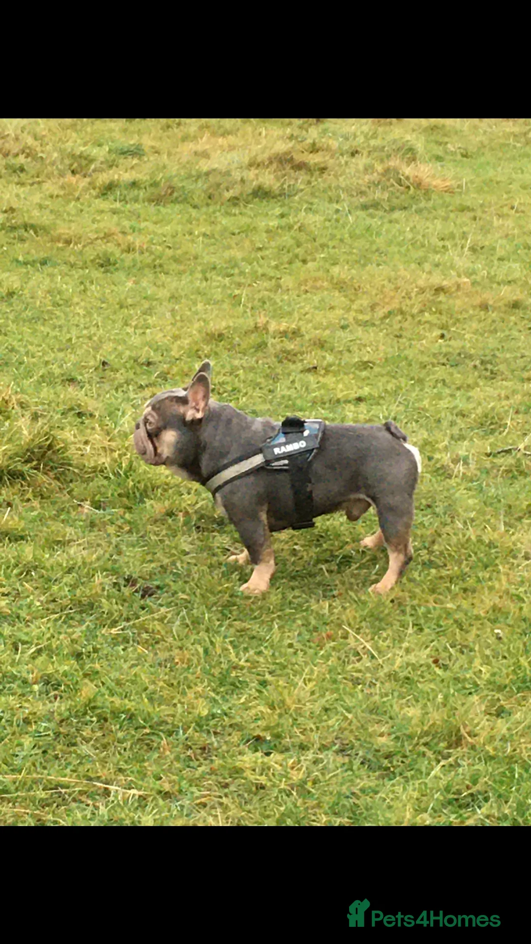 French Bulldog dogs for stud: RFG-FBCE-BVA LILAC & TAN KC French Bulldog studs  in Darlington - Advert 8