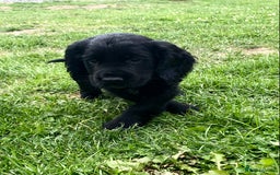 Cocker Spaniel dogs for sale: Kennel Club registered working cockers  - Image 28
