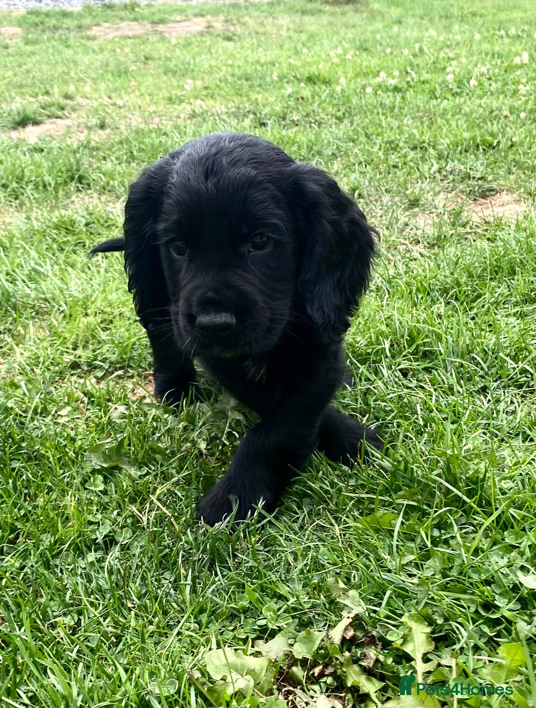 Cocker Spaniel dogs for sale: Kennel Club registered working cockers  - Image 28