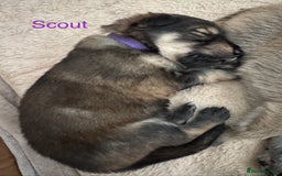 Mixed Breed dogs for sale: Beautiful Inca & handsome Nanuq PUPDATE x2  - Image 24