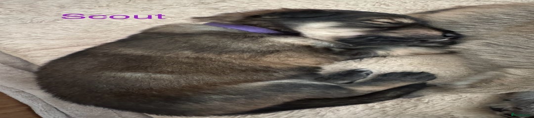 Mixed Breed Puppy 9