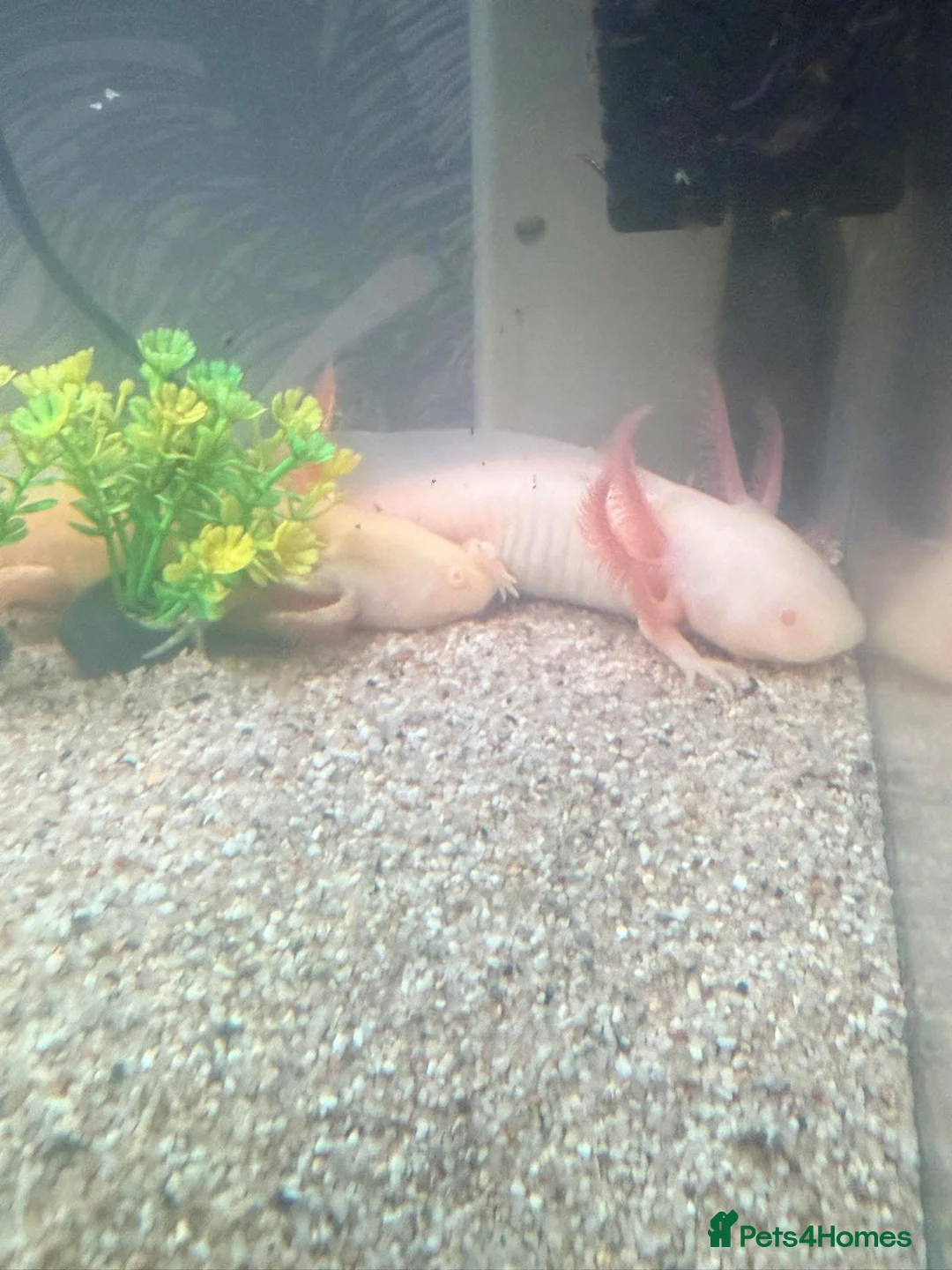 Axolotl reptiles for sale: 2x albino axolotls and tank and accessories  - Advert 1