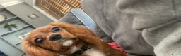 Cavalier King Charles Spaniel dogs for stud: Stanley. Ruby cavalier stud 1 yr. read description in Brentwood - Advert 10