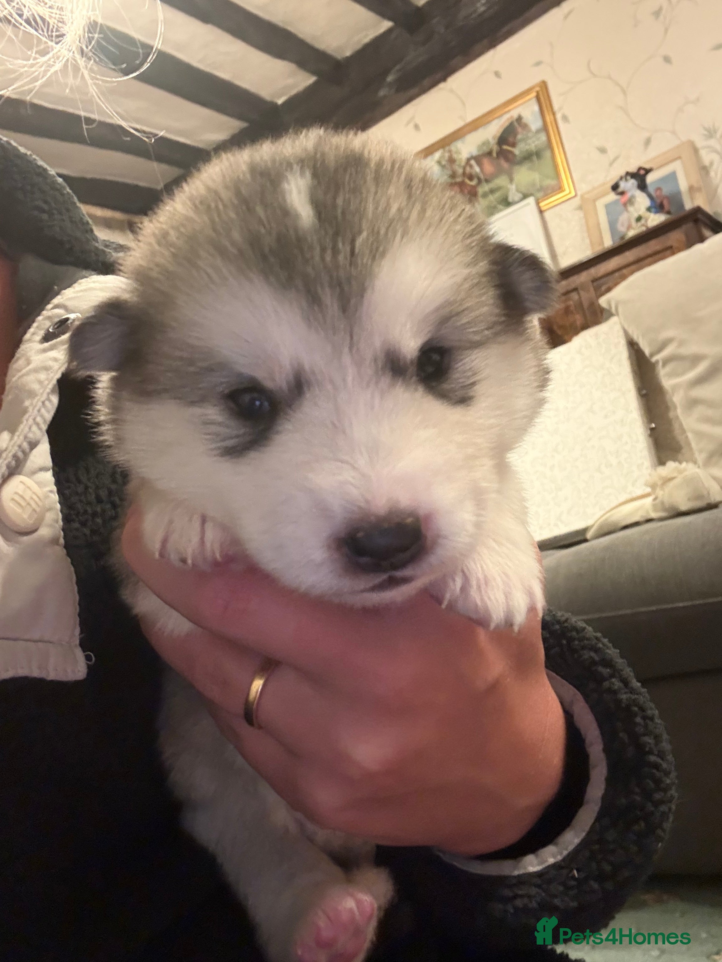 Alaskan Malamute Puppy 7