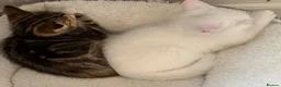 Turkish Van cats for sale: Beautiful Turkish van kittens - Advert 4
