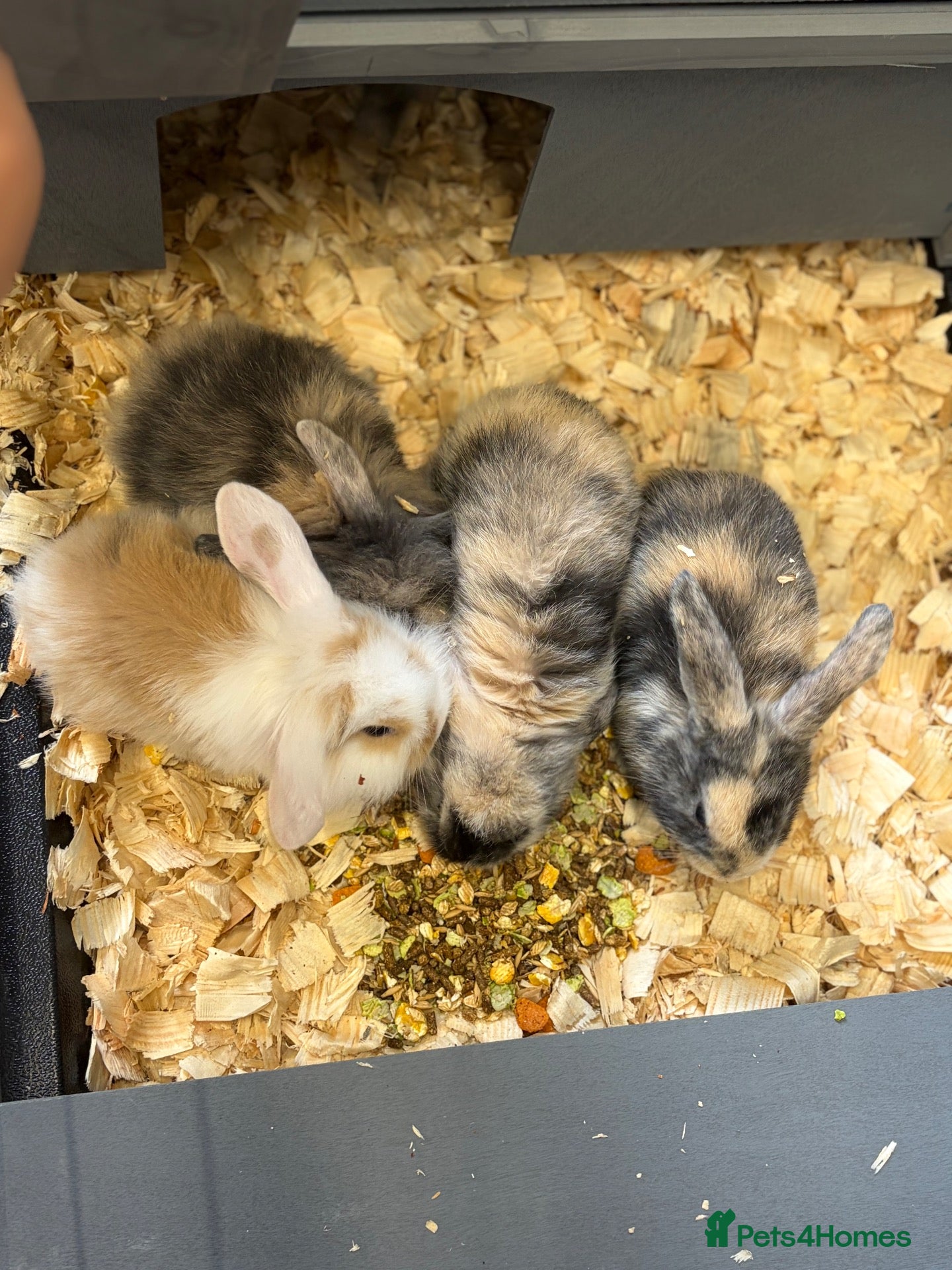 Mini Lop rabbits Mini lops  - Advert 1