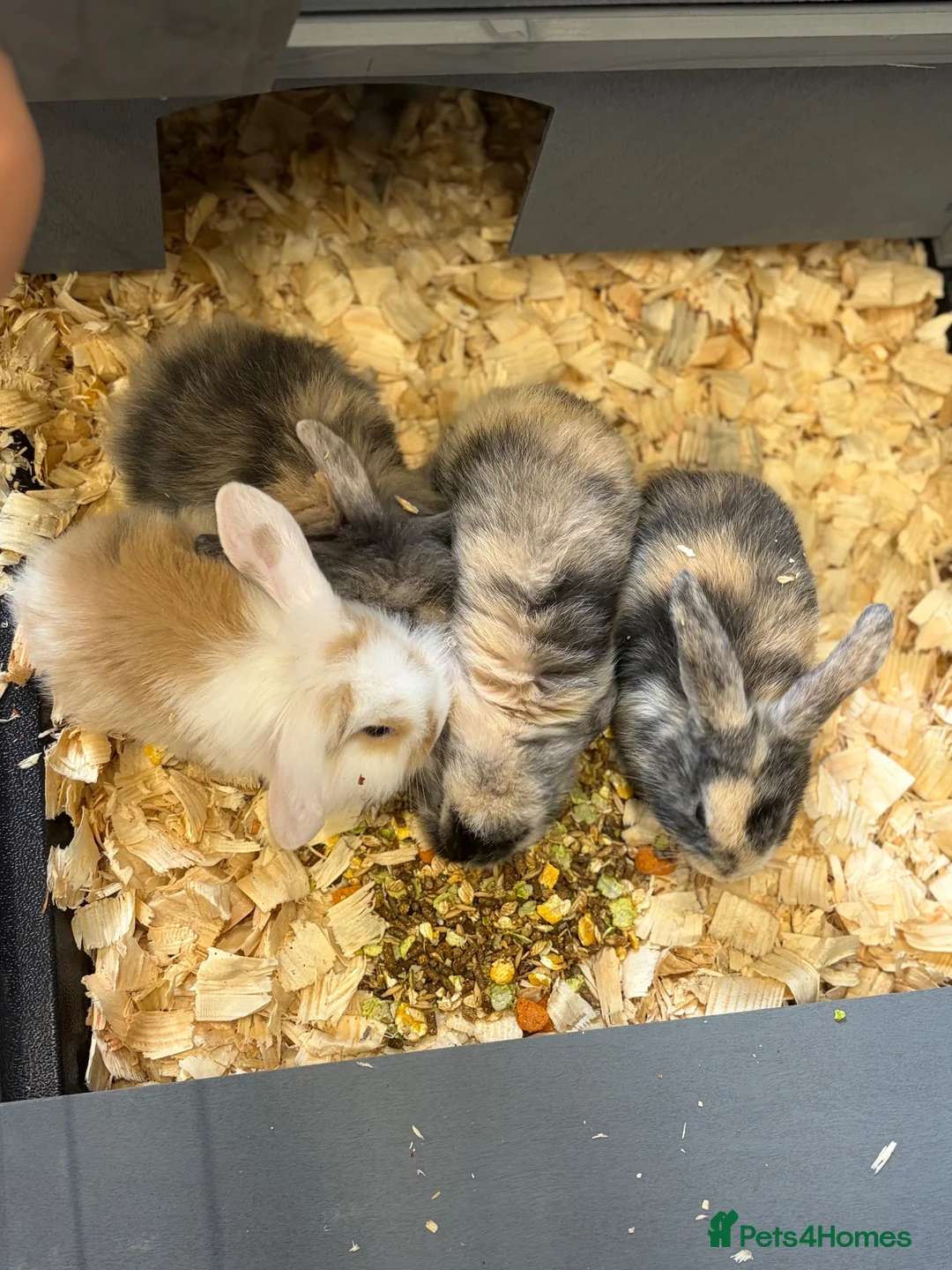 Mini Lop rabbits for sale: Mini lops  in Gravesend - Advert 1