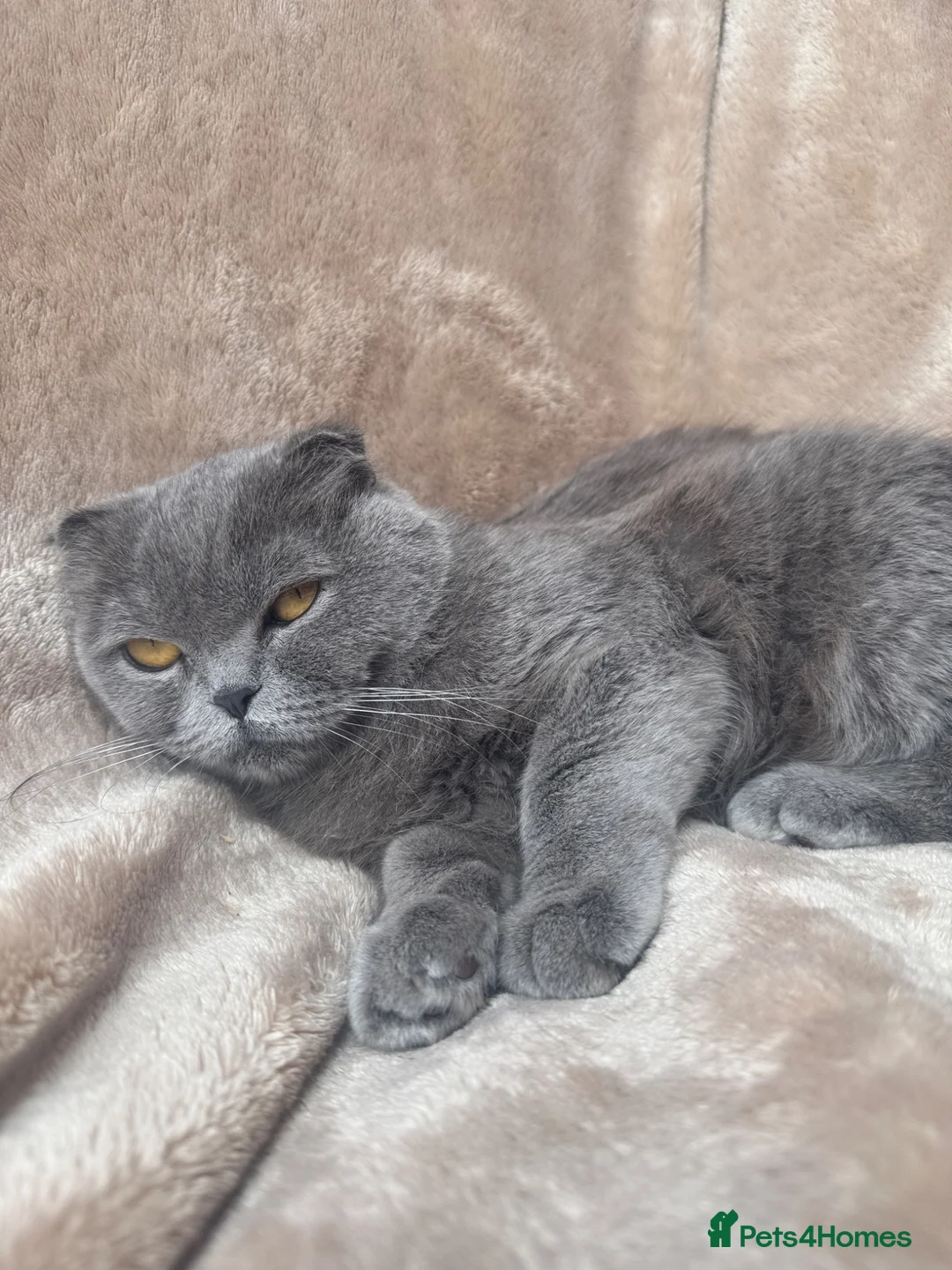 Scottish Fold cats for sale: Scottish fold - Advert 2