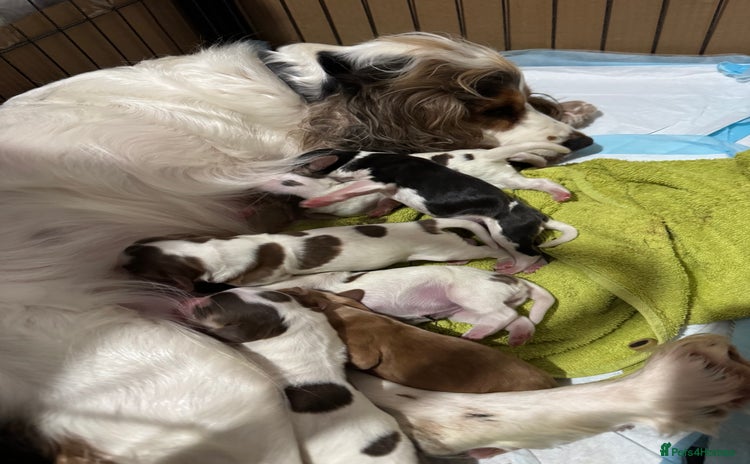 Cocker Spaniel dogs - Advert 1