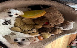 Bichon Frise dogs for sale:  ⸻  🐾 Adorable Bichon Frise Puppies for Sale!  - Image 7