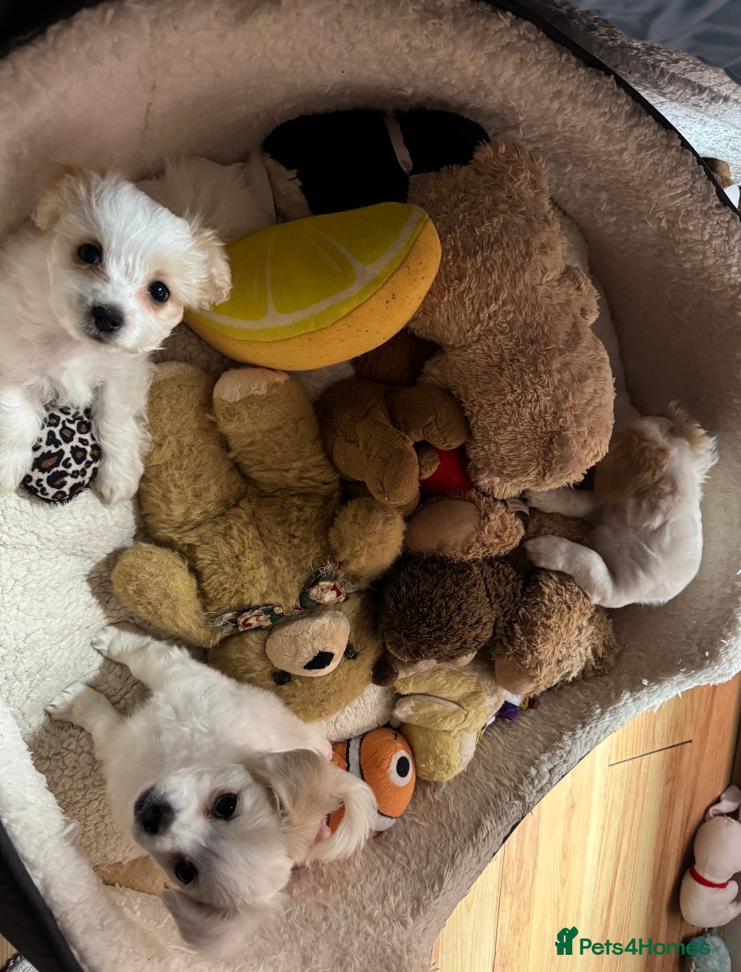 Bichon Frise dogs for sale:  ⸻  🐾 Adorable Bichon Frise Puppies for Sale!  - Image 7