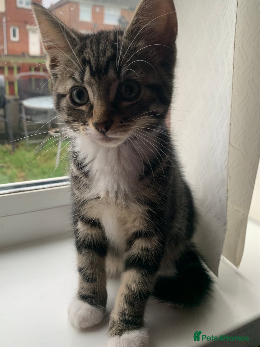 Mixed Breed cats for sale: Kittens 10 weeks ready to go - Advert 2