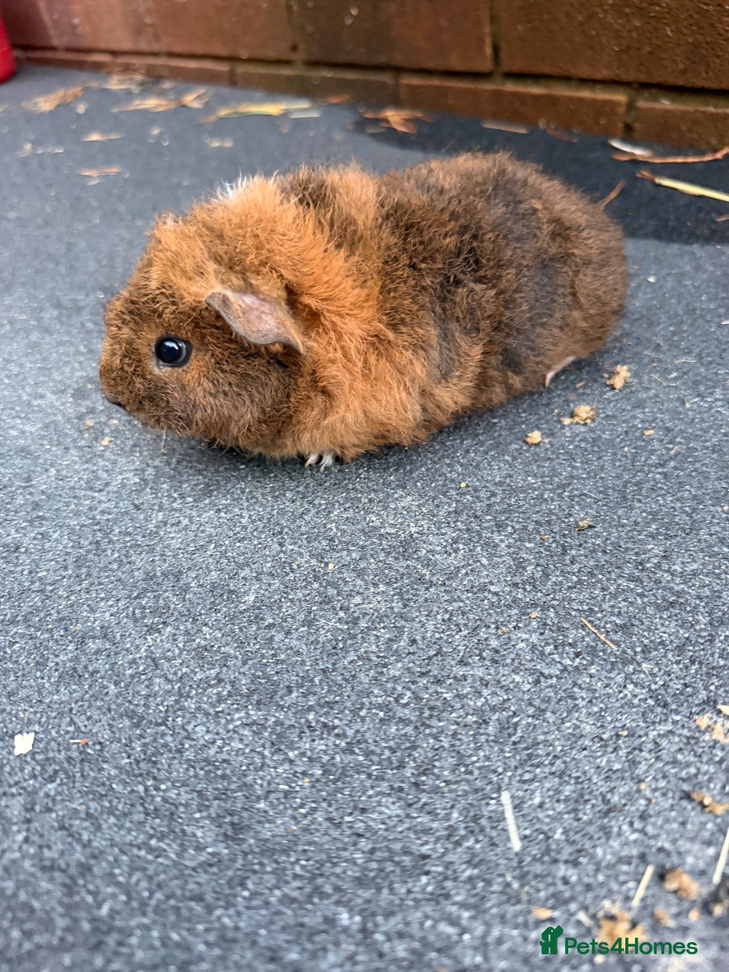Guinea Pig rodents for sale: Beautiful Baby  Guinea pigs  - Advert 6
