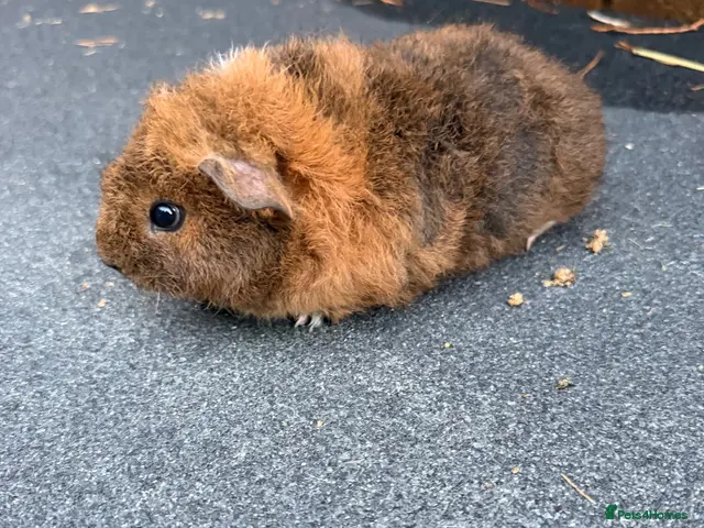 Guinea Pig rodents for sale: Beautiful Baby Guinea pigs - Advert 6