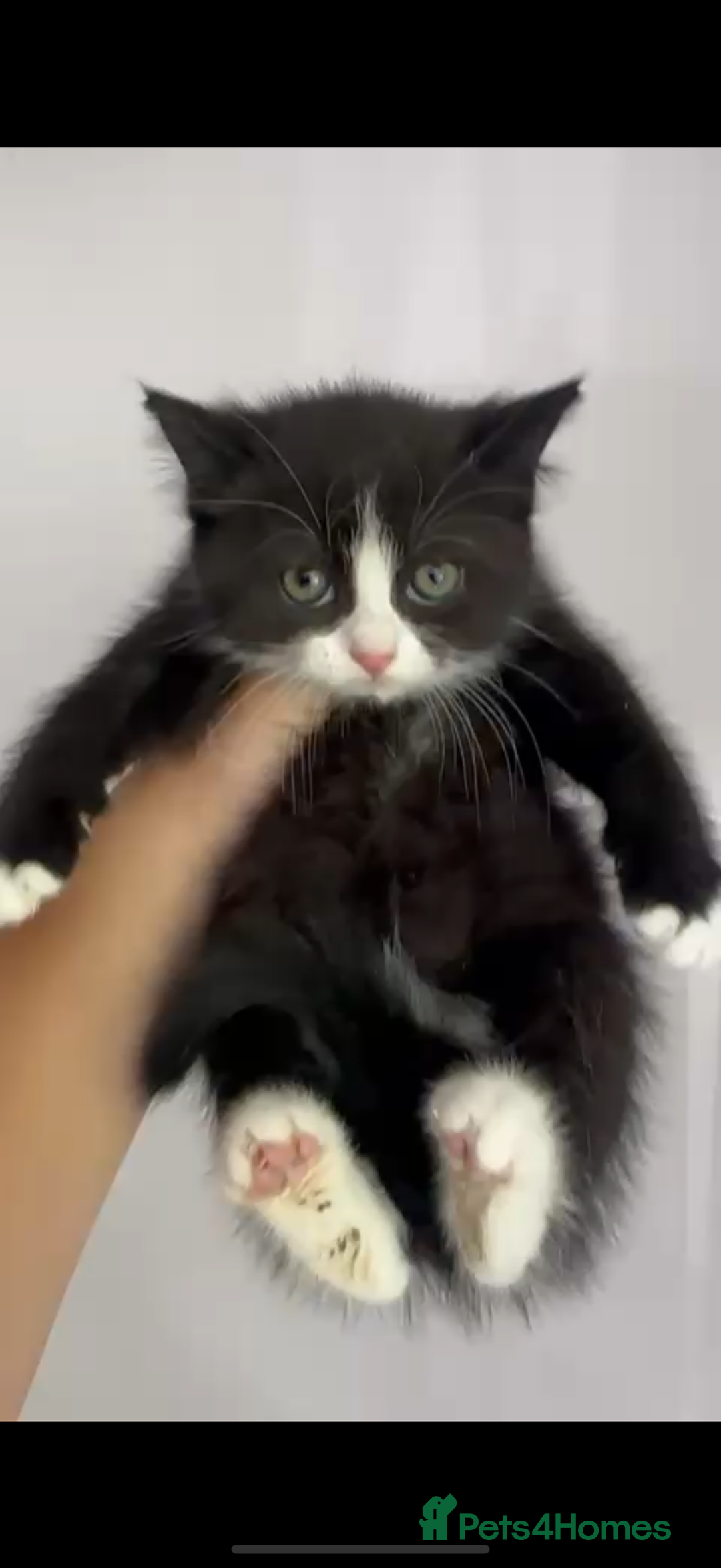 Mixed Breed cats for sale: Fluffy half Persian kitten - Image 12
