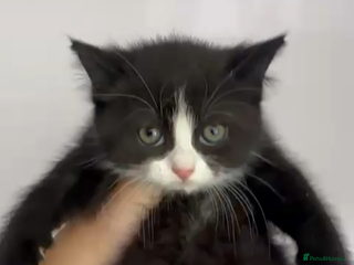 Mixed Breed cats - Advert 25