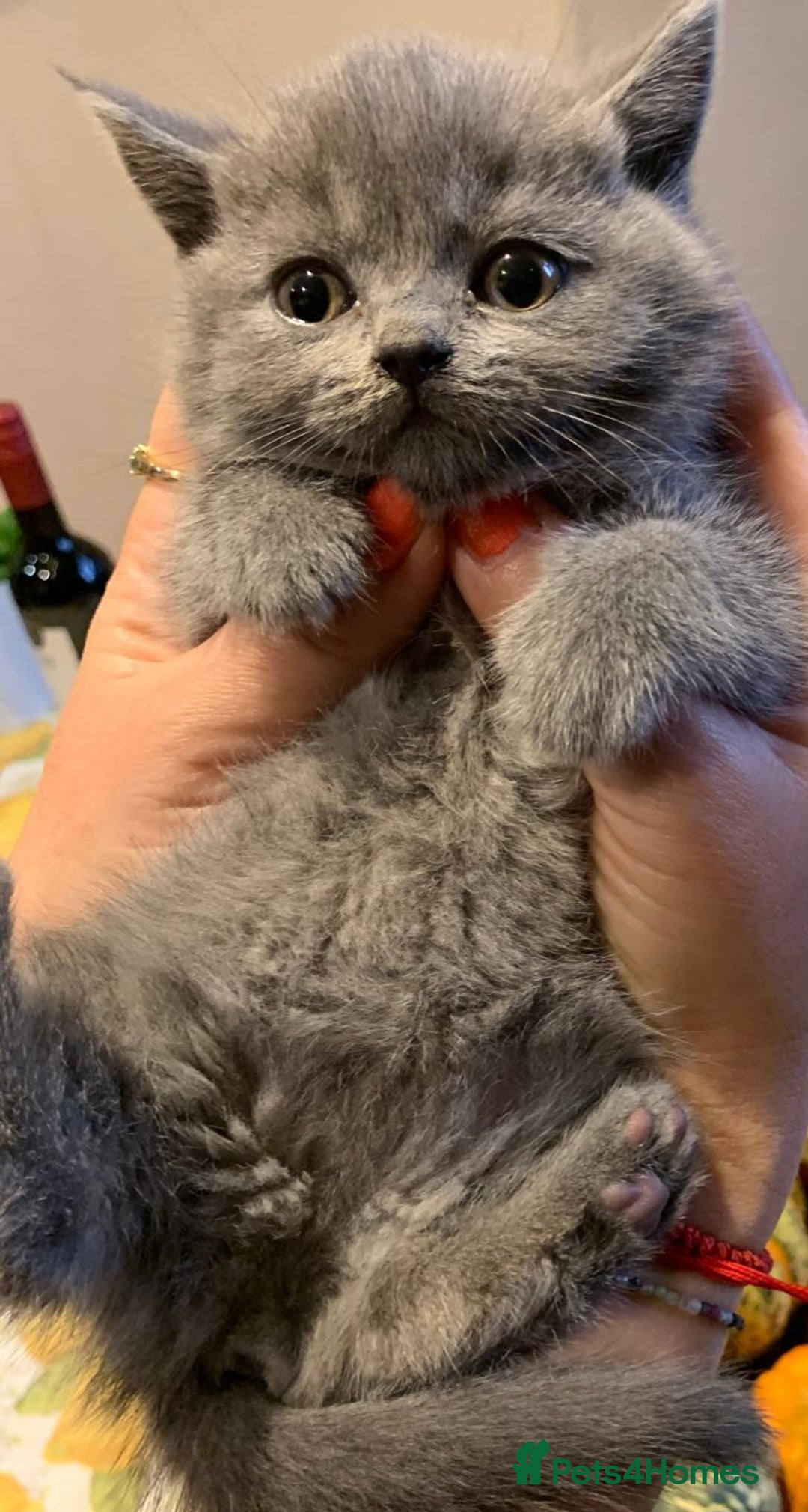 British Shorthair cats for sale: Full Pedigree stunning British Shorthair kittens  - Image 18