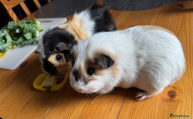 Guinea Pig rodents - Advert 13