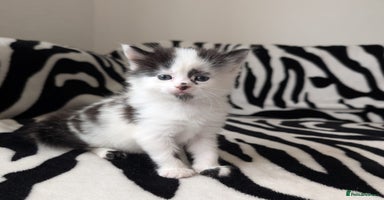 Mixed Breed cats - Advert 7