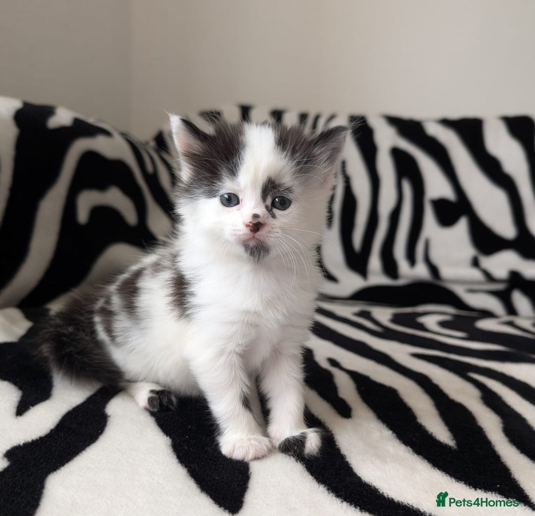 Mixed Breed cats for sale: Kittens  - Image 3
