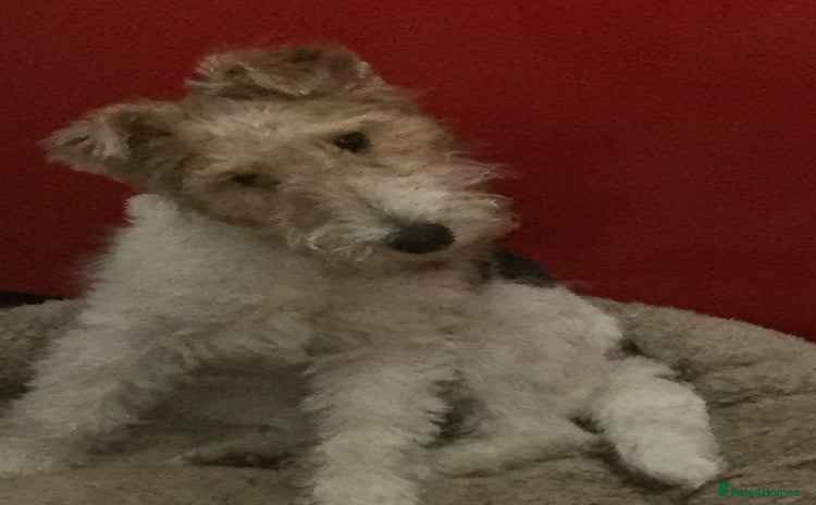 Fox Terrier dogs - Advert 1
