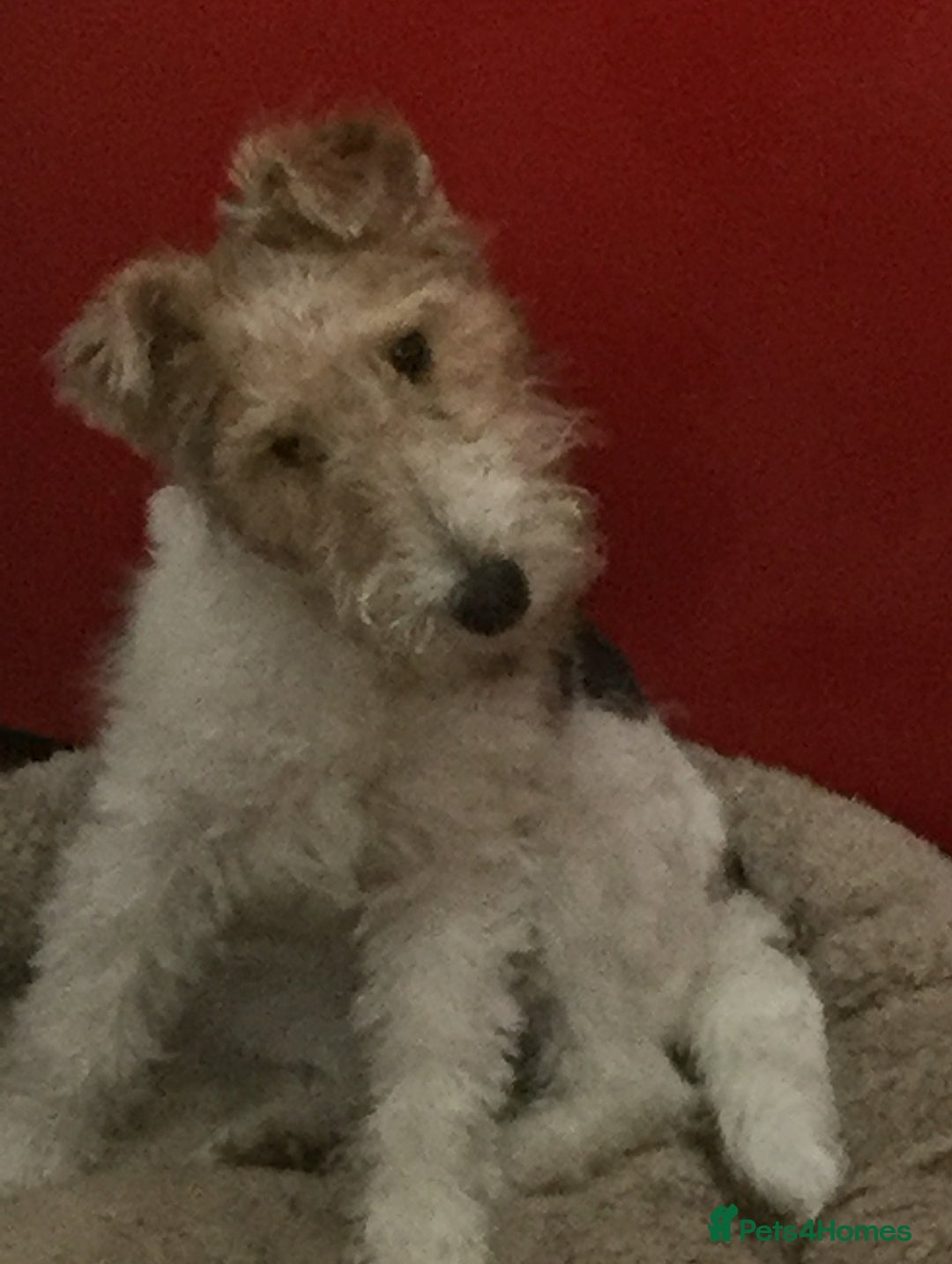 Fox Terrier dogs for sale: Wire Haired Fox Terrier Puppies - Image 1