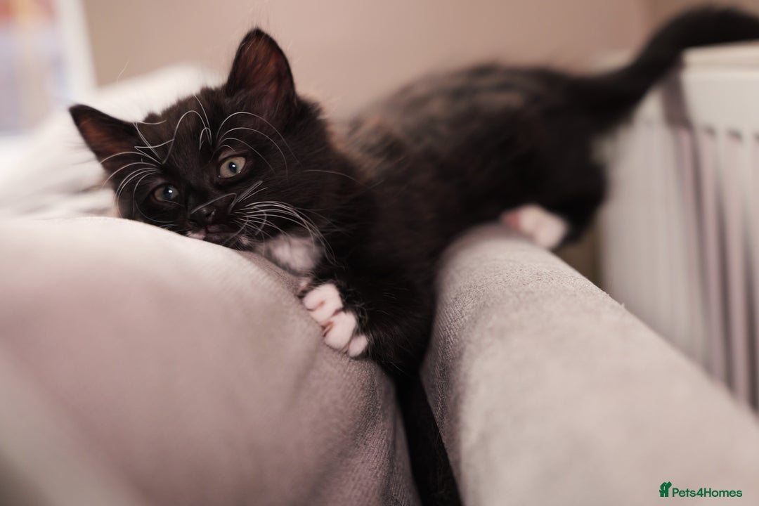 Turkish Angora cats for sale: Playful, Socialised Kittens Seeking Loving Home - Advert 2