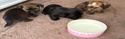 Shorkie dogs for sale: Yorkie/Shih Tzu  - Advert 6