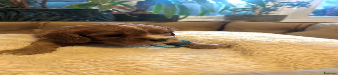 Cavalier King Charles Spaniel Puppy 3