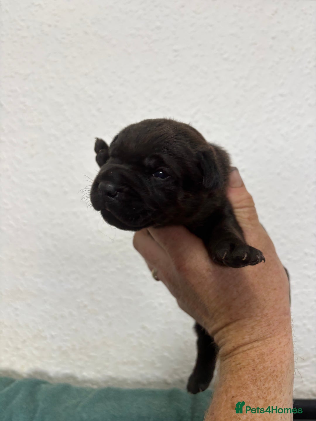 Patterdale Terrier dogs for sale: Quality Patterdale Pups - Advert 7