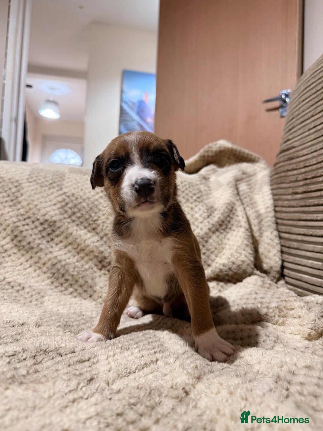 Mixed Breed dogs for sale: ✨🐾 3 Beautiful Female Puppies Available 🐾✨ - Advert 25