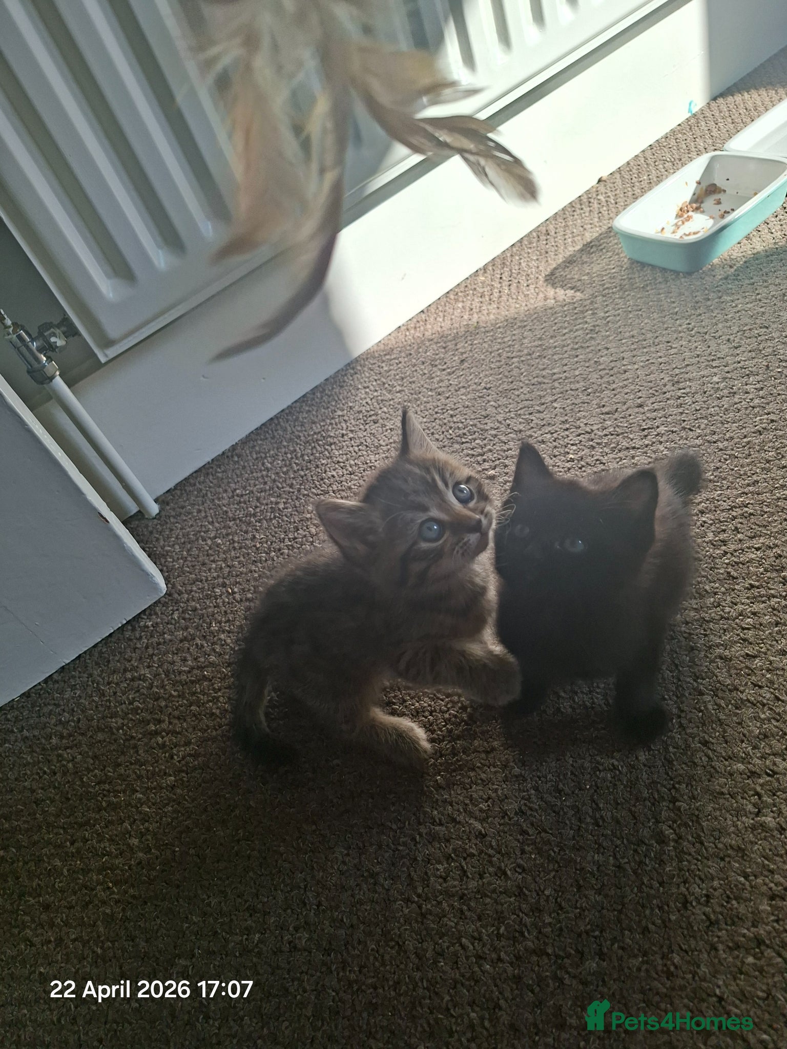 Mixed Breed cats Kittens for sale  - Advert 7
