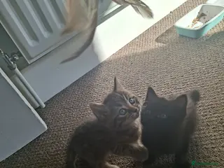 Mixed Breed cats Kittens for sale - Advert 7